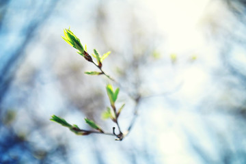 Bright spring greens at dawn in the forest. Nature comes to life in early spring.