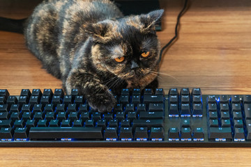 cat lying on the keyboard