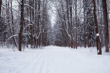 Winter forest landscape. Tall trees under snow cover. January frosty day in the park.