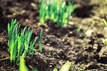 Bright spring greens at dawn in the forest. Nature comes to life in early spring.