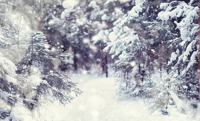 Winter forest landscape. Tall trees under snow cover. January frosty day in the park.