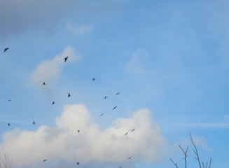 flock of birds flying in blue sky with clouds