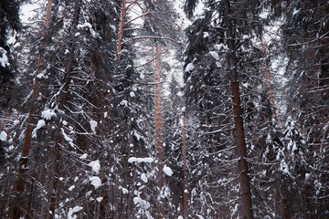 Winter forest landscape. Tall trees under snow cover. January frosty day in the park.