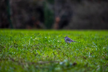Bonito pequeno passaro na relva verde