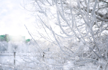 Winter Park. Landscape in snowy weather. January.
