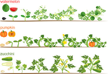 Set of life cycles of gourd plants. Stages of watermelon, pumpkin, zucchini growth from seed and sprout to harvest isolated on white background