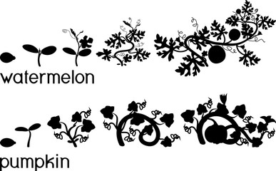 Silhouette of life cycle of pumpkin and watermelon plants. Growth stages from seeding to flowering and fruit-bearing plant