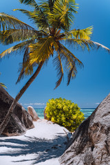Fototapeta na wymiar Palm tree at paradise Anse Source d'Argent beach at La Digue, Seychelles