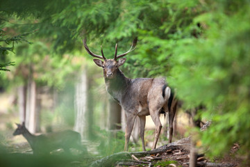 fallow deer, dama dama, Czech nature