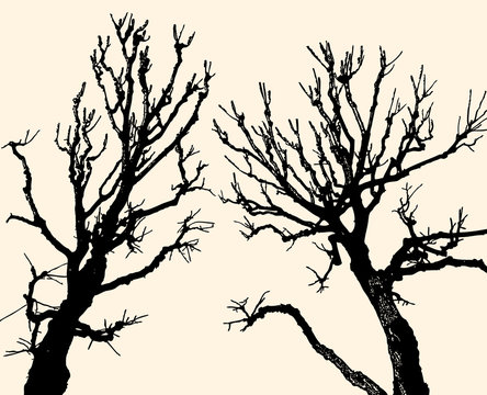 Vector image of silhouetes of two deciduous trees in cold season