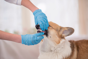 hands of veterinarian in gloves inspect mouth red dog Corgi opening her mouth