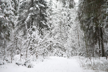 Winter landscape. Forest under the snow. Winter in the park.