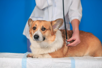 cute ginger puppy dog Corgi lies on the table have doctor veterinarian in clinic during exploring and vaccination