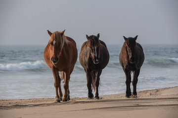 Three horses on the beach