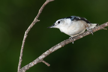 White-Breasted Nuthatch Perched Alertly on a Slender Tree Branch