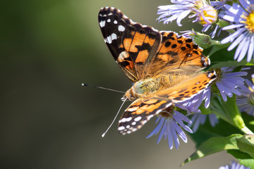 Painted Lady Butterfly Sipping Nectar from the Accommodating Flower