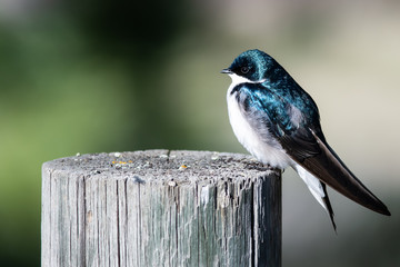 Tree Swallow Perched on an Old Weathered Wooden Fence Post