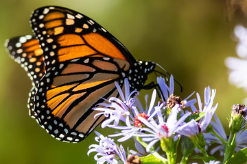 Monarch Butterfly Sipping Nectar from the Accommodating Flower