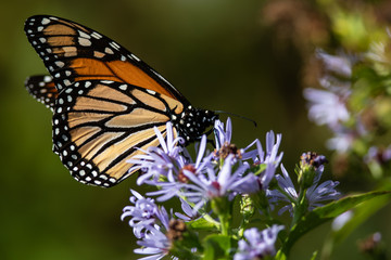 Fototapeta na wymiar Monarch Butterfly Sipping Nectar from the Accommodating Flower