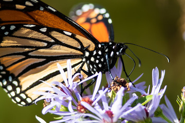 Monarch Butterfly Sipping Nectar from the Accommodating Flower