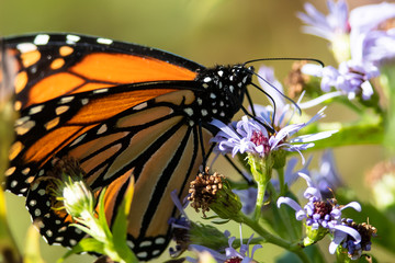 Monarch Butterfly Sipping Nectar from the Accommodating Flower