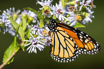 Monarch Butterfly Sipping Nectar from the Accommodating Flower