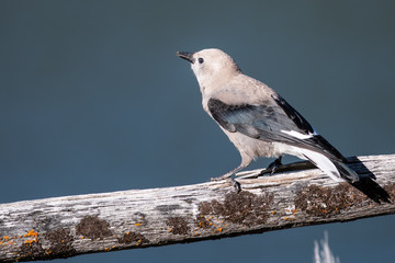 Clark's Nutcracker Perched on a Weathered Wooden Fence