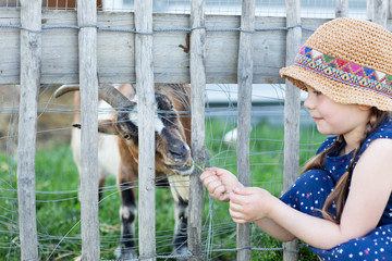 Mädchen füttert Ziege