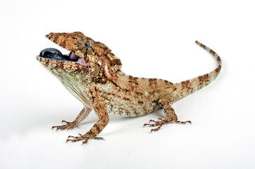 Copes Falsches Chamäleon (Anolis porcus) - Oriente Bearded Anole 