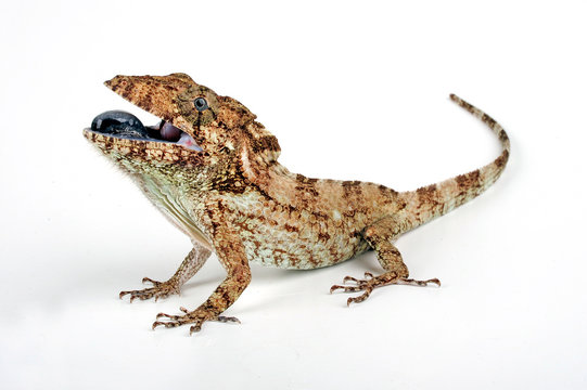 Copes Falsches Cham&auml;leon (Anolis porcus) - Oriente Bearded Anole 