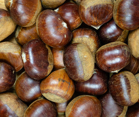 A pile of brown raw chestnuts waiting for roasting. Christmas winter feeling background