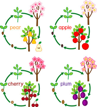 Set with life cycles of different garden fruit trees (apple, pear, plum and cherry). Plant growth stage from seed to tree with fruits