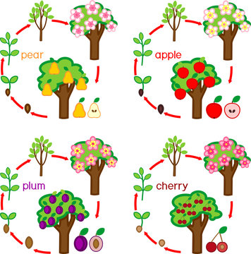 Set with life cycles of different garden fruit trees (apple, pear, plum and cherry). Plant growth stage from seed to tree with fruits