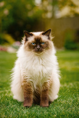 Naklejka na ściany i meble Cute ragdoll kitty cat with blue eyes sitting straight on grass in a garden, with a boring uninterested look on the camera