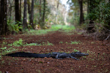 Alligator Roadblock