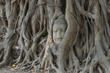 Thailand Architecture Garden Bangkok Park Phra Mahathat head in a tree