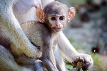 Cute Patas Monkey Baby with Mom Portrait