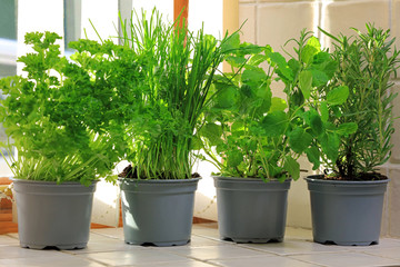 Fototapeta na wymiar Fresh Herb Plants In Pots In The Kitchen Used For Cooking.