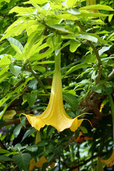 Gelbe Trompetenblume