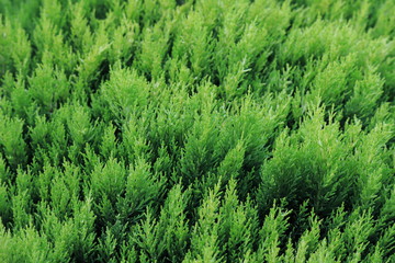 Greens for the whole frame, bushes, background