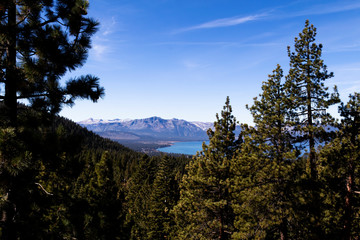 Lake Tahoe Viewed Through Pine Trees With Blue Sky