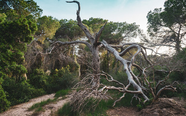 tree in national park