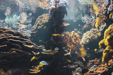 coral reef