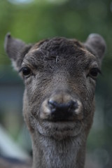 Fototapeta premium Rehportrait