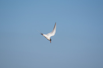 Forster's Tern Going into a Dive