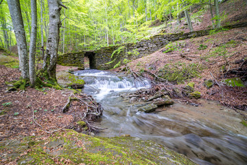 Green spring trees in the  Casentino Forests National Park