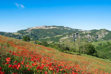 Fields full of poppies in San Marino