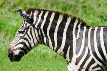 Fototapeta na wymiar Profile of Grant's zebra at the zoo with green grass backgound