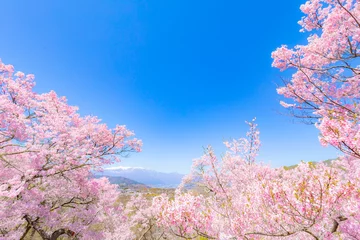 Fotobehang Pink, Spring, Cherry blossom © JP trip landscape DL