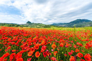 Fields full of poppies in Valmaerecchia, from San Leo to Maioletto